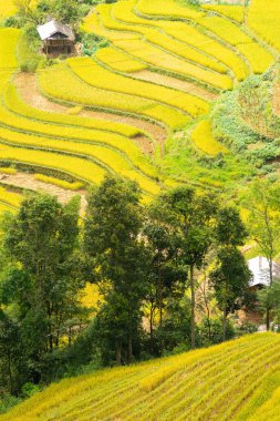 Vietnam 'ın kuzeyindeki Sapa şehri yakınlarındaki Mu cang chai kasabasındaki altın pirinç teraslarının hava manzarası. Vietnam, Yen Bai 'de hasat mevsiminde güzel bir pirinç tarlası. Seyahat ve manzara konsepti. Seçici odak