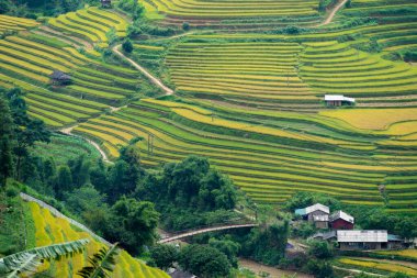 Vietnam 'ın kuzeyindeki Sapa şehri yakınlarındaki Mu cang chai kasabasındaki altın pirinç teraslarının hava manzarası. Vietnam, Yen Bai 'de hasat mevsiminde güzel bir pirinç tarlası. Seyahat ve manzara konsepti. Seçici odak