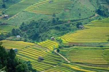 Vietnam 'ın kuzeyindeki Sapa şehri yakınlarındaki Mu cang chai kasabasındaki altın pirinç teraslarının hava manzarası. Vietnam, Yen Bai 'de hasat mevsiminde güzel bir pirinç tarlası. Seyahat ve manzara konsepti. Seçici odak