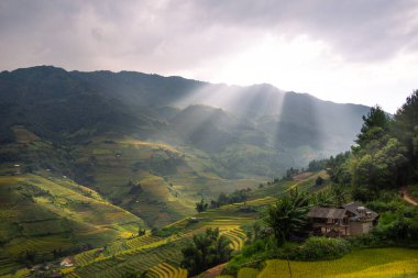 Vietnam 'ın kuzeyindeki Sapa şehri yakınlarındaki Mu cang chai kasabasındaki altın pirinç teraslarının hava manzarası. Vietnam, Yen Bai 'de hasat mevsiminde güzel bir pirinç tarlası. Seyahat ve manzara konsepti. Seçici odak
