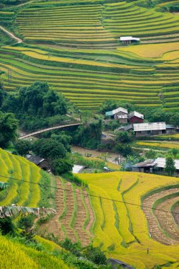 Vietnam 'ın kuzeyindeki Sapa şehri yakınlarındaki Mu cang chai kasabasındaki altın pirinç teraslarının hava manzarası. Vietnam, Yen Bai 'de hasat mevsiminde güzel bir pirinç tarlası. Seyahat ve manzara konsepti. Seçici odak