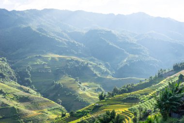Vietnam 'ın kuzeyindeki Sapa şehri yakınlarındaki Mu cang chai kasabasındaki altın pirinç teraslarının hava manzarası. Vietnam, Yen Bai 'de hasat mevsiminde güzel bir pirinç tarlası. Seyahat ve manzara konsepti. Seçici odak