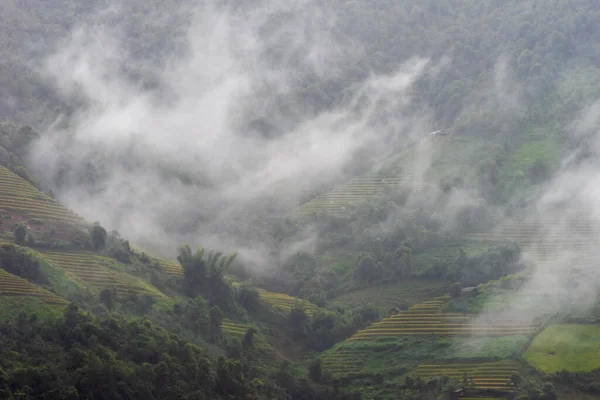 Aerial view of golden rice terraces at Mu cang chai town near Sapa city, north of Vietnam. Beautiful terraced rice field in harvest season in Yen Bai, Vietnam. Travel and landscape concept. Selective focus