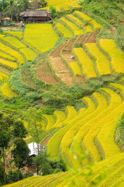 Aerial view of golden rice terraces at Mu cang chai town near Sapa city, north of Vietnam. Beautiful terraced rice field in harvest season in Yen Bai, Vietnam. Travel and landscape concept. Selective focus