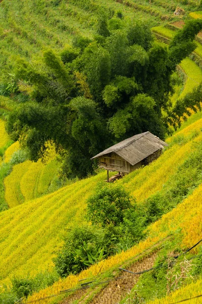 Luftaufnahme Von Goldenen Reisterrassen Der Stadt Cang Chai Der Nähe — Stockfoto