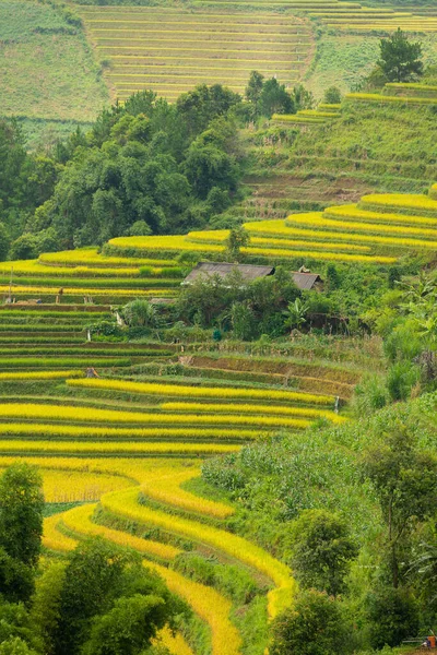 Aerial view of golden rice terraces at Mu cang chai town near Sapa city, north of Vietnam. Beautiful terraced rice field in harvest season in Yen Bai, Vietnam. Travel and landscape concept. Selective focus