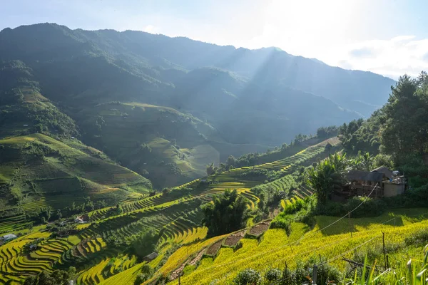 Aerial view of golden rice terraces at Mu cang chai town near Sapa city, north of Vietnam. Beautiful terraced rice field in harvest season in Yen Bai, Vietnam. Travel and landscape concept. Selective focus