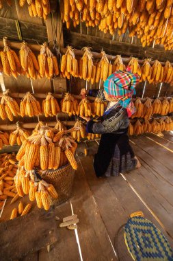 İşçi başarılarıyla gülümseyen Hmong azınlığı, bir sonbahar sabahı Mu Cang Chai kasabası, Yen Bai, Vietnam 'da mısır hasadı gününden sonra mutlu ve memnun olduklarını ifade etti. Seyahat kavramı.