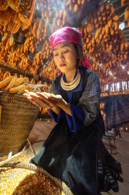İşçi başarılarıyla gülümseyen Hmong azınlığı, bir sonbahar sabahı Mu Cang Chai kasabası, Yen Bai, Vietnam 'da mısır hasadı gününden sonra mutlu ve memnun olduklarını ifade etti. Seyahat kavramı.