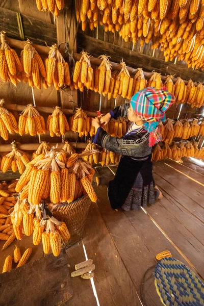 Hmong minority people working and smiling with labor achievements expressed happy, satisfied after date of harvest corn on a fall morning in Mu Cang Chai town, Yen Bai, Vietnam. Travel concept.