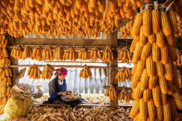 İşçi başarılarıyla gülümseyen Hmong azınlığı, bir sonbahar sabahı Mu Cang Chai kasabası, Yen Bai, Vietnam 'da mısır hasadı gününden sonra mutlu ve memnun olduklarını ifade etti. Seyahat kavramı.