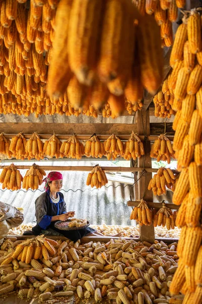 İşçi başarılarıyla gülümseyen Hmong azınlığı, bir sonbahar sabahı Mu Cang Chai kasabası, Yen Bai, Vietnam 'da mısır hasadı gününden sonra mutlu ve memnun olduklarını ifade etti. Seyahat kavramı.