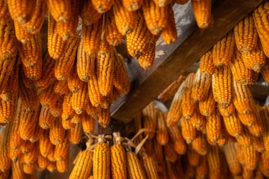 Mu Cang Chai kasabası, Yen Bai, Vietnam 'da kurutulmuş mısırlar hasat gününden sonra tavandaki ahşap pavyonda asılı duruyor. Seyahat konsepti. Seçici odak