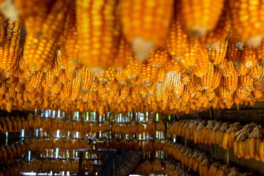 Mu Cang Chai kasabası, Yen Bai, Vietnam 'da kurutulmuş mısırlar hasat gününden sonra tavandaki ahşap pavyonda asılı duruyor. Seyahat konsepti. Seçici odak