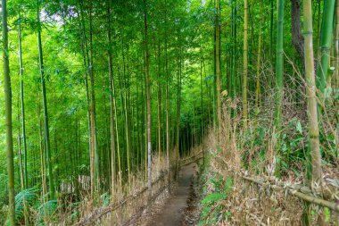 Mu Cang Chai 'deki Bambu Ormanı, Yen Bai, Vietnam. Güzel yeşil doğal arka plan. Doğa ve arka plan kavramı. Seçici odak.