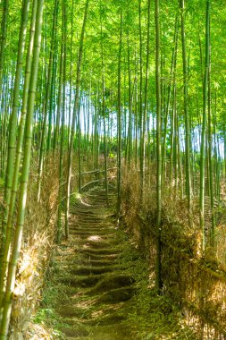 Mu Cang Chai 'deki Bambu Ormanı, Yen Bai, Vietnam. Güzel yeşil doğal arka plan. Doğa ve arka plan kavramı. Seçici odak.