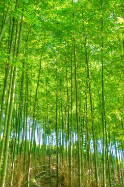 Mu Cang Chai 'deki Bambu Ormanı, Yen Bai, Vietnam. Güzel yeşil doğal arka plan. Doğa ve arka plan kavramı. Seçici odak.