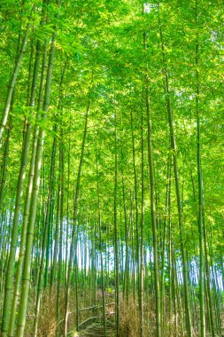 Mu Cang Chai 'deki Bambu Ormanı, Yen Bai, Vietnam. Güzel yeşil doğal arka plan. Doğa ve arka plan kavramı. Seçici odak.