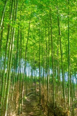 Mu Cang Chai 'deki Bambu Ormanı, Yen Bai, Vietnam. Güzel yeşil doğal arka plan. Doğa ve arka plan kavramı. Seçici odak.