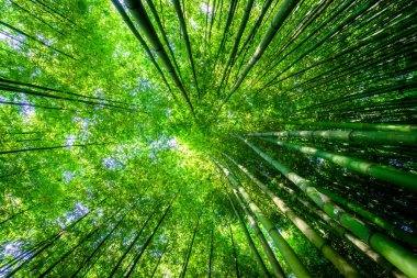 Mu Cang Chai 'deki Bambu Ormanı, Yen Bai, Vietnam. Güzel yeşil doğal arka plan. Doğa ve arka plan kavramı. Seçici odak.