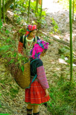 Mu Cang Chai, Yen Bai, Vietnam 'daki bambu ormanlarında gezen renkli kostümlü etnik azınlık insanları. Vietnam bambu ormanları. Ormandaki yüksek ağaçlar. Seçici odak.