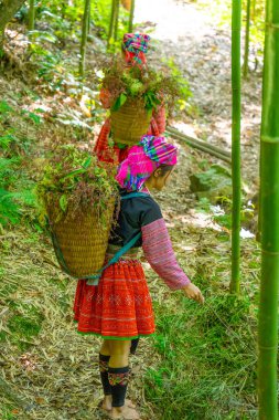 Mu Cang Chai, Yen Bai, Vietnam 'daki bambu ormanlarında gezen renkli kostümlü etnik azınlık insanları. Vietnam bambu ormanları. Ormandaki yüksek ağaçlar. Seçici odak.