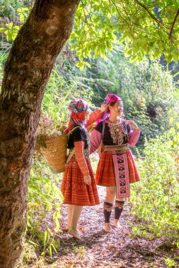 Mu Cang Chai, Yen Bai, Vietnam 'daki bambu ormanlarında gezen renkli kostümlü etnik azınlık insanları. Vietnam bambu ormanları. Ormandaki yüksek ağaçlar. Seçici odak.