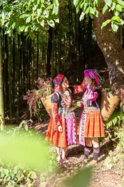 Mu Cang Chai, Yen Bai, Vietnam 'daki bambu ormanlarında gezen renkli kostümlü etnik azınlık insanları. Vietnam bambu ormanları. Ormandaki yüksek ağaçlar. Seçici odak.