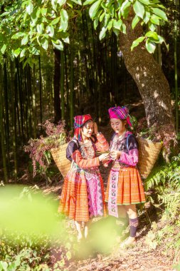 Mu Cang Chai, Yen Bai, Vietnam 'daki bambu ormanlarında gezen renkli kostümlü etnik azınlık insanları. Vietnam bambu ormanları. Ormandaki yüksek ağaçlar. Seçici odak.