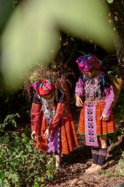 Mu Cang Chai, Yen Bai, Vietnam 'daki bambu ormanlarında gezen renkli kostümlü etnik azınlık insanları. Vietnam bambu ormanları. Ormandaki yüksek ağaçlar. Seçici odak.