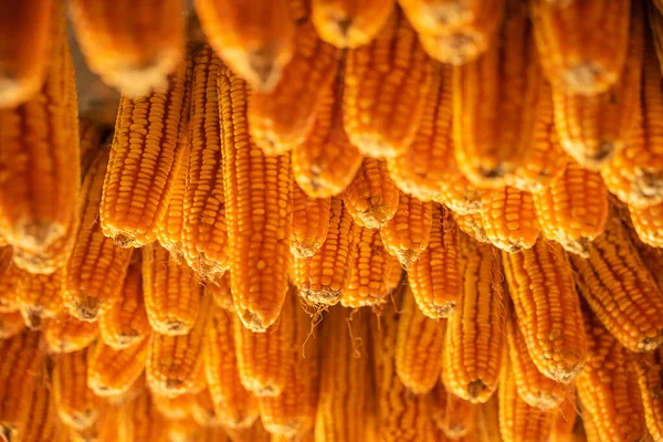 Dried Corn Hang Ceiling Wooden Pavilion Date Harvest Corn Fall — Stock Photo, Image