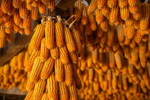 Szárított Kukorica Függ Mennyezeten Pavilon Dátum Után Betakarítás Kukorica Ősszel — Stock Fotó