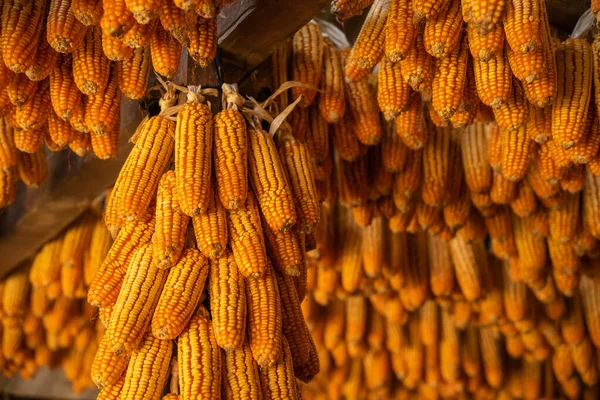 Jagung Kering Tergantung Paviliun Kayu Langit Langit Setelah Tanggal Panen — Stok Foto