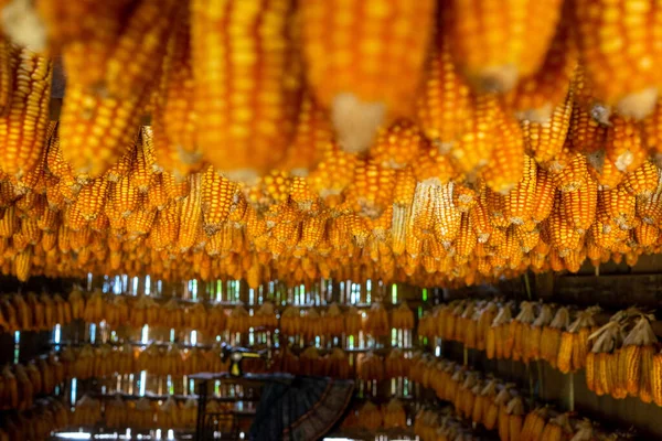 Jagung Kering Tergantung Paviliun Kayu Langit Langit Setelah Tanggal Panen — Stok Foto