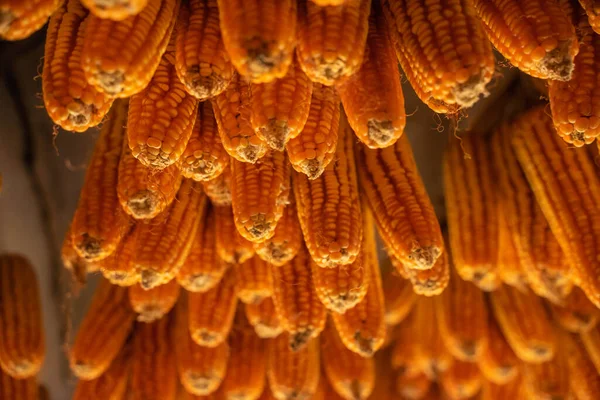 Jagung Kering Tergantung Paviliun Kayu Langit Langit Setelah Tanggal Panen — Stok Foto