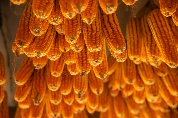 Jagung Kering Tergantung Paviliun Kayu Langit Langit Setelah Tanggal Panen — Stok Foto