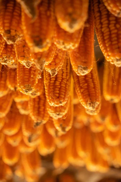 Dried Corn Hang Ceiling Wooden Pavilion Date Harvest Corn Fall — Stock Photo, Image