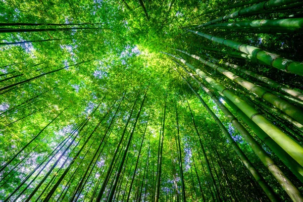 Floresta Bambu Cang Chai Yen Bai Vietnã Fundo Natural Verde — Fotografia de Stock