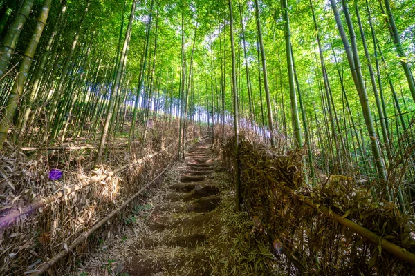 Bamboo Forest Cang Chai Yen Bai Vietnam 아름다운 선택적 — 스톡 사진