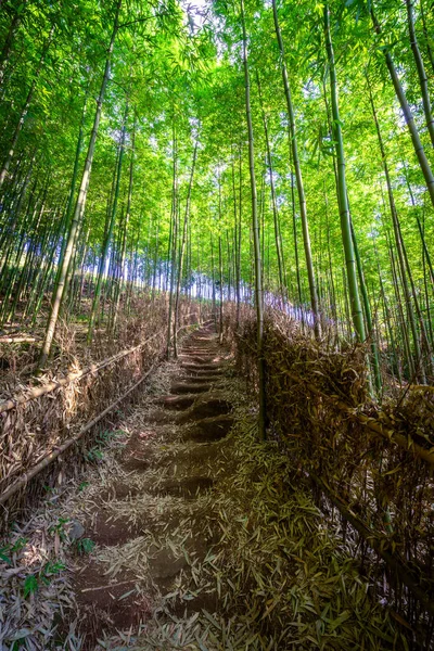 Forêt Bambous Cang Chai Yen Bai Vietnam Beau Fond Naturel — Photo