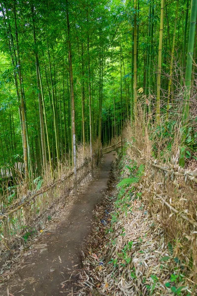 Cang Chai Deki Bambu Ormanı Yen Bai Vietnam Güzel Yeşil — Stok fotoğraf