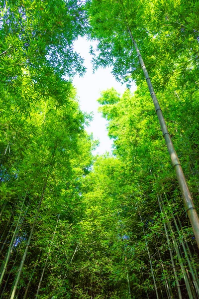 Bosque Bambú Cang Chai Yen Bai Vietnam Hermoso Fondo Verde — Foto de Stock