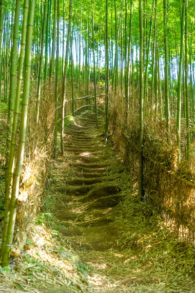 Bosque Bambú Cang Chai Yen Bai Vietnam Hermoso Fondo Verde —  Fotos de Stock