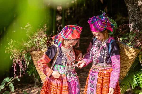 People H'mong ethnic minority with colorful costume dress walking in bamboo forest in Mu Cang Chai, Yen Bai province, Vietnam. Vietnamese bamboo woods. High trees in the forest. Selective focus.