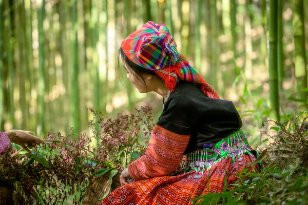 Pessoas Minoria Étnica Mong Com Vestido Colorido Traje Andando Floresta — Fotografia de Stock