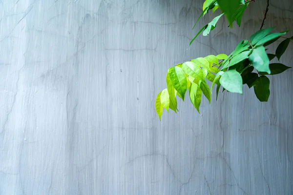 Abstrakt Cementvägg Struktur Och Bakgrund Modern Ympig Tapet Vägg Har — Stockfoto