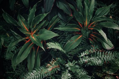 Tropikal yapraklar, soyut yeşil yapraklar doku, doğa arka plan