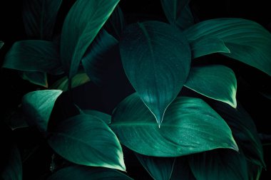 Yeşil yaprakları kapat