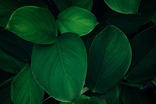 绿叶纹理特写 深绿色背景 热带叶 — 图库照片
