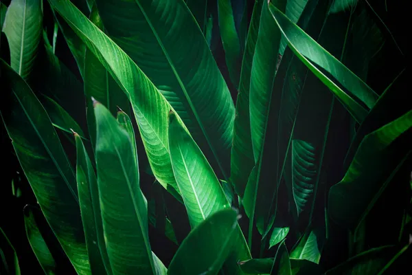 stock image tropical leaves, abstract green leaves texture, nature background